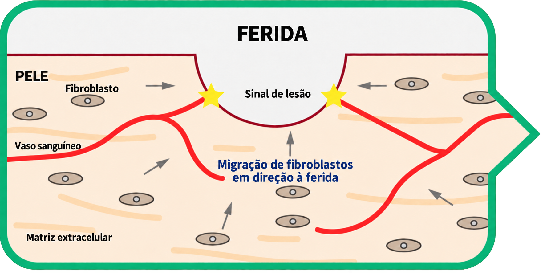 Cicatrização normal: ferida, pele, fibroblasto, vaso sanguíneo e matriz extracelular. O sinal de lesão orienta a migração dos fibroblastos em direção à ferida.